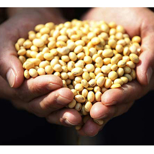 ถั่วเหลือง GMO ทั้งเมล็ด สำหรับส่งออกจำนวนมาก สำหรับบริษัทเกษตรกรรมและผู้ซื้อเชิงพาณิชย์ - Product Image 3