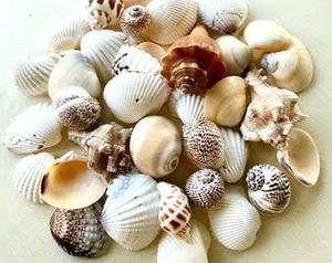 Colección de Conchas Marinas Mixtas para Decoración de Peceras, Decoración Costera y Accesorios de Fotografía - Product Image 5