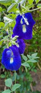 EXPAD Butterfly Pea Flower Powder Mixed Dried Southeast Asia Herbal <b>Slimming</b> <b>Tea</b> Beverage Ingredient Bulk Supply Vietnam 100% - Product Image 2