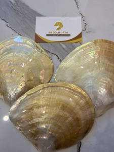 Concha de Ostra Marina Pulida de Nácar Dorado Natural Grande de 11 CM para Exportación al por Mayor - Product Image 3