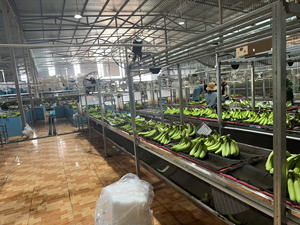 Cavendish Banana exportador, suministro fiable para supermercados y distribuidores de Oriente Medio - Product Image 6