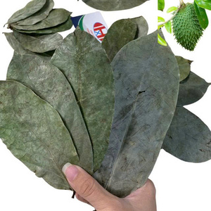 Suministro Directo de Fábrica, Hojas Secas de Annona muricata, Premium, Naturales, Venta al Por Mayor, Envasado al Vacío, Exportación a Granel, Marca Privada - Product Image 2