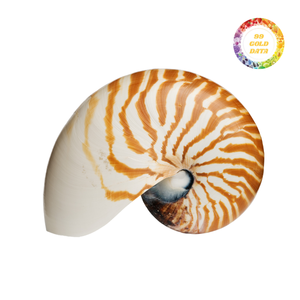 Exquisitas conchas Nautilus de cámara, artesanía natural de alta calidad para decoración única y arte de joyería - Product Image 1
