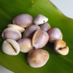 Factory <b>direct</b> price cowrie shells cowry seashells natural sea shell <b>beads</b> for crafting jewelry - Product Image 2