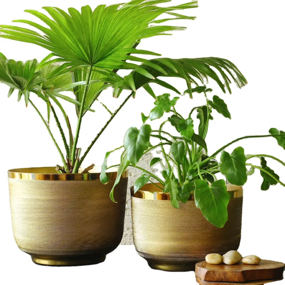 Decorativo Brass Ridged Planter para uso jardinagem interior em casa e restaurantes disponíveis nos melhores preços