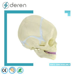 Modelo de Cráneo Infantil DRS1041, Modelo Anatómico de Cráneo de Bebé para Educación y Estudio Médico - Product Image 3