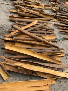 เครื่องแยกเมล็ดแบบกดเยนถังแบบแยกเครื่องเทศแบบซินนามอนสมุนไพรดิบอบแห้งประเภทการแปรรูปที่มีต้นกำเนิดจากเวียดนาม - Product Image 5