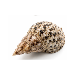 Grande coquille de trompette naturelle pour la décoration de la maison, la décoration d'aquariums, les centres de table de mariage et les projets d'artisanat faits à la main - Product Image 2