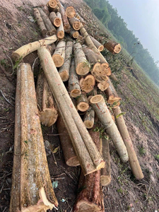 Bûches de bois tendres de qualité supérieure pour la fabrication de papier et les applications de construction. - Product Image 4