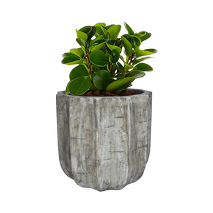 Pots de fleurs en Fiberstone avec texture de ciment lisse idéal pour l'affichage des plantes de la maison et du jardin - Product Image 3