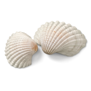Fournisseur de coquilles de pétoncles - Coquillages du Vietnam de la meilleure qualité/ Mme Lima - Product Image 1