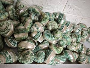 เปลือกหอยเกลียว เปลือกหอยทะเลขนาดใหญ่ เปลือกหอยหยกเทอร์โบ เปลือกหอยทาก เปลือกหอยสีขาว เปลือกหอยเทอร์โบสีขาวธรรมชาติ สำหรับตกแต่ง เปลือกหอยหยก เปลือกหอยเทอร์โบ - Product Image 5