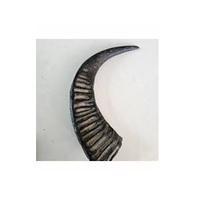 Corne et pointe de corne de buffle naturelles brutes, noires et de couleur naturelle, pour la personnalisation de la taille et du cor.