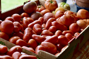 Tomates rouges biologiques fraîches, tomates de ferme de qualité supérieure, non-OGM, pour la vente en gros, qualité d'exportation, légumes frais - Product Image 4