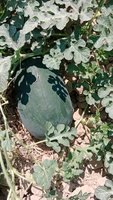 Watermeloen Black Magic F1 Hybride Zaden - Moon Star Pakistan - 99,9% Zuiverheid 85% Kiembaarheid Hoge Kwaliteit Zwarte Schil Rode Vruchtvlees