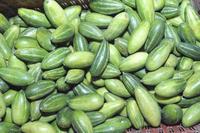 Courge verte pointue fraîche de qualité supérieure, légumes de qualité supérieure du Bangladesh, courge verte pointue du Bangladesh