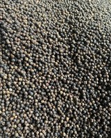 PIMIENTA NEGRA DE TODOS LOS GRADOS de Vietnam Alta calidad para exportación Precio barato al por mayor Muestras gratis WS: + 84.359.313.086