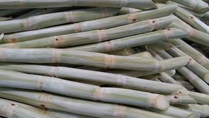 Frozen Sugarcane Sticks | Vietnam Supplier | Peeled | Bulk Export - Product Image 6