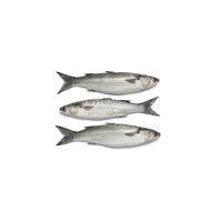 Saumon en gros, saumon congelé (produits de la mer)