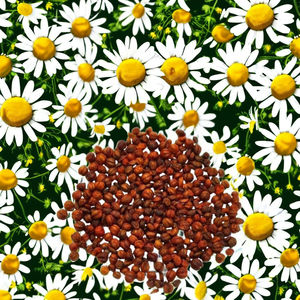 สารสกัดจาก CO2พืช jyotishmati - Product Image 5