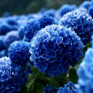 น้ำมันหอมระเหยบลูแทนซี่ (Tanacetum Annuum) กลั่นด้วยไอน้ำ 5 กก. ส่วนผสมอโรมาติกธรรมชาติ - สำหรับการผสมผสานกลิ่นหอมและน้ำหอม - Product Image 6