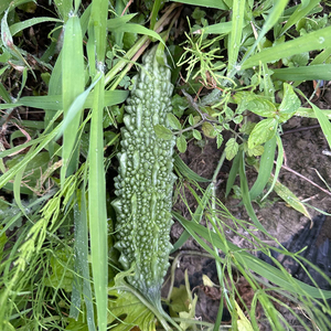 Graines de courge amère pour une agriculture à haut rendement avec une forte germination et une résistance aux maladies, adaptées à la culture en champ ouvert - Product Image 4