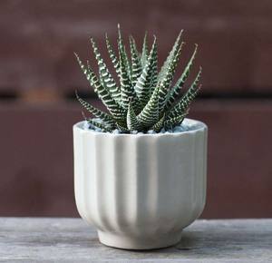 Pot de fleurs en céramique à profil bas, finition brillante, design large, durable, pour plantes succulentes d'intérieur, accent de décoration moderne pour la maison - Product Image 4