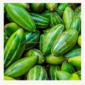 Calabaza Verde Fresca de Primera Calidad de Bangladesh, Suministro Directo de Granja, Calidad de Exportación, Seis Estaciones, Agro - Product Image 5