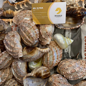 Conchas de Arpa Articuladas, Conchas Marinas Naturales, Conchas de Abulón para Manualidades, Conchas Decorativas, Suministro de Fábrica Mayorista de Vietnam - Product Image 1