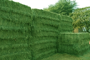 Los más vendidos Green Rhodes Grass Hay Pakistan High Protein Dry Animal Feed Caballos Cabras Empacado Exportación Qatar Bahrein Corea Cerdo - Product Image 6