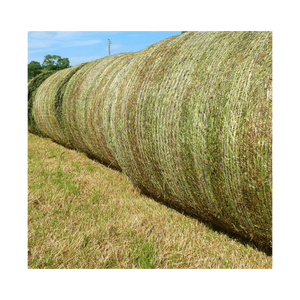 Export Grade High Protein Rhodes Grass <b>Hay</b> for Horse Cattle & Fish Feed-Custom Packaging (25kg/50kg PP <b>Bags</b>) - Product Image 1