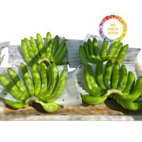 Plátano Cavendish Fresco Premium de Vietnam, Calidad de Exportación Verde, Grado A, 18-22 cm, Mínimos Defectos, para Suministro a Granel
