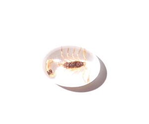 Escorpión Dorado, Espécimen Real, Cabujón de Plástico Ovalado de 12x18 mm, Base Plana Transparente para Manualidades y Joyería - Product Image 5