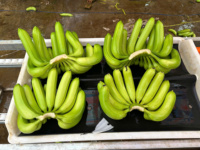 Premium Export Cavendish Bananen Uit Vietnam Vers Zoet En Voedzaam, Perfect Voor Dagelijks Gebruik In De Detailhandel En Bulkverpakkingen