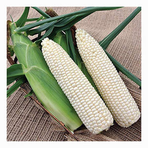 Producto Agrícola de Alta Calidad, Granos de Maíz Blanco Seco a Granel, Maíz Seco Blanco con Precio Competitivo - Product Image 3