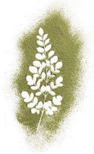 Poudre de feuilles de Moringa biologique, formule riche en antioxydants pour l'énergie et le soutien immunitaire, complément nutritionnel à base de plantes du Vietnam - Product Image 4