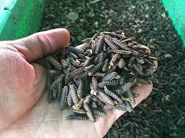 Larves de mouches Soldat noir pour une agriculture durable Solution protéinée sûre et rentable pour le gain musculaire et les friandises pour animaux de compagnie - Product Image 6