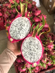 Beste Leveranciers-Rood/Wit Drakenfruit-Vers Drakenfruit-Zoet Vers Fruit Exporteren Gratis Belastingen