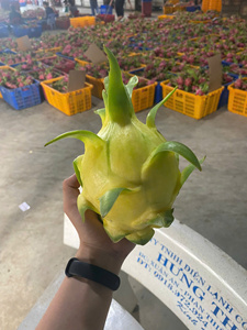 <span class=keywords><strong>Fruit</strong></span> du dragon jaune <span class=keywords><strong>de</strong></span> qualité export standard, frais, 100% naturel, OEM ODM, <span class=keywords><strong>fruit</strong></span> du dragon jaune <span class=keywords><strong>de</strong></span> haute qualité - Product Image 2