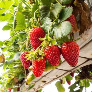 สตรอว์เบอร์รีแช่แข็ง - ผลิตภัณฑ์ออร์แกนิกมาตรฐานสหภาพยุโรป ปราศจากสาร GMO - Product Image 1
