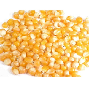 Maïs fourrager de qualité supérieure en gros, prêt à être expédié, pour l'alimentation animale, disponible pour l'exportation - Product Image 1