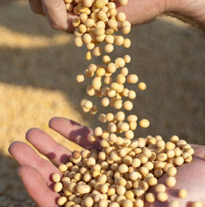 Wholesale Factory Price Dried Soybean Seed for Protein Oil Human Consumption Export Supply in Large Quantities Bulk Packaging - Product Image 3