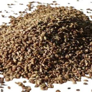 Ajwain CO2 Extract <b>Plant</b> Extract Product - Product Image 3