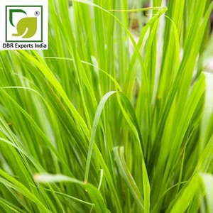 น้ำมันหอมระเหยตะไคร้ ผู้ผลิตขายส่งสำหรับใช้ในเครื่องสำอางและน้ำหอม - Product Image 3