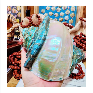 เปลือกหอยมาร์มาทาตัสสีเขียวขัดเงา 99 GOLD DATA Natural Turbo งานฝีมือทำมือ ทนทาน ตกแต่งบ้าน งานประดิษฐ์ รุ่น Emma - Product Image 1