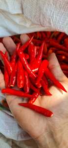Chiles Rojos Congelados IQF, Calidad Premium, Naturales, Picantes, para Venta al por Mayor y Procesamiento de Alimentos - Product Image 4