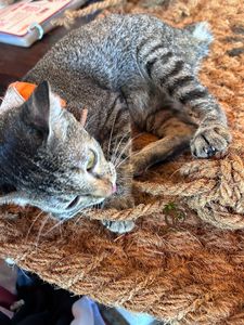 Jouet pour animaux de compagnie en fibre de coco fait main, balle résistante à mâcher, matériau naturel, fabricant vietnamien, produits naturels en fibre de coco pour animaux de compagnie - Product Image 6