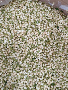 Thé traditionnel vietnamien aux bourgeons de jasmin séchés à l'air, fleurs séchées pour infusion, bourgeons de fleurs séchées en gros - Product Image 3