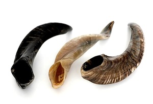 เขาแกะแท้เขาแกะธรรมชาติขัดเงาสำหรับงานตกแต่งและงานฝีมือคุณภาพสูง - Product Image 2