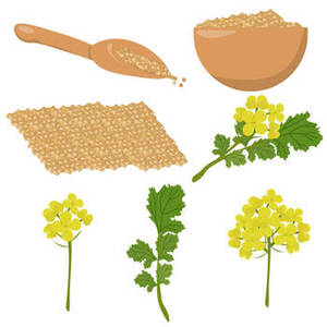 Graines de moutarde noire naturelle de qualité supérieure, entières, non-OGM, qualité export, marque Fittree, durée de conservation de 24 mois, pour la production d'huile européenne, B2B - Product Image 1